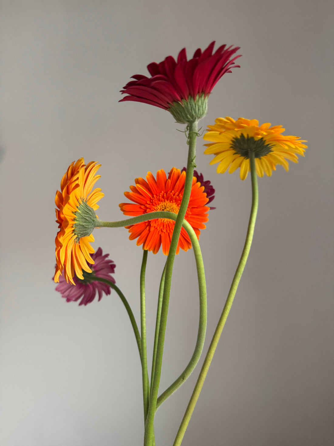 Flores de temporada