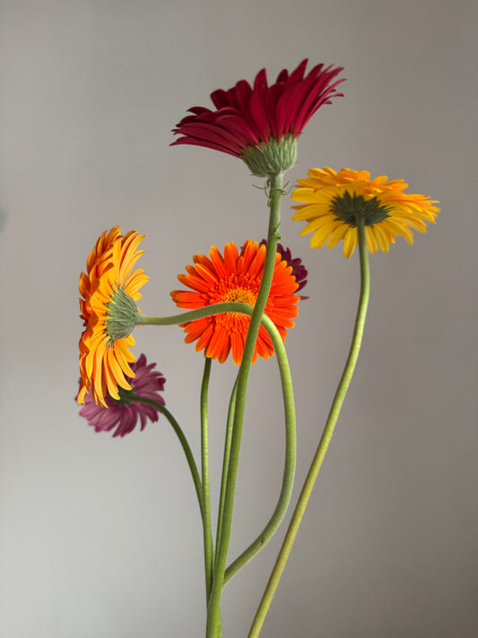 Flores de temporada